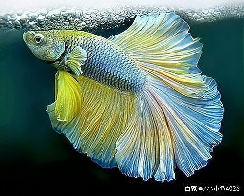 斗魚卵多久孵化【斗魚卵的孵化時間因素而異**】 斗魚卵多久孵化【斗魚卵的孵化時間因素而異**】 龍魚論壇 第4張