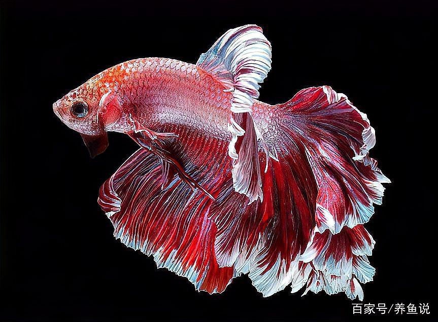 斗魚卵多久孵化【斗魚卵的孵化時間因素而異**】 斗魚卵多久孵化【斗魚卵的孵化時間因素而異**】 龍魚論壇 第7張
