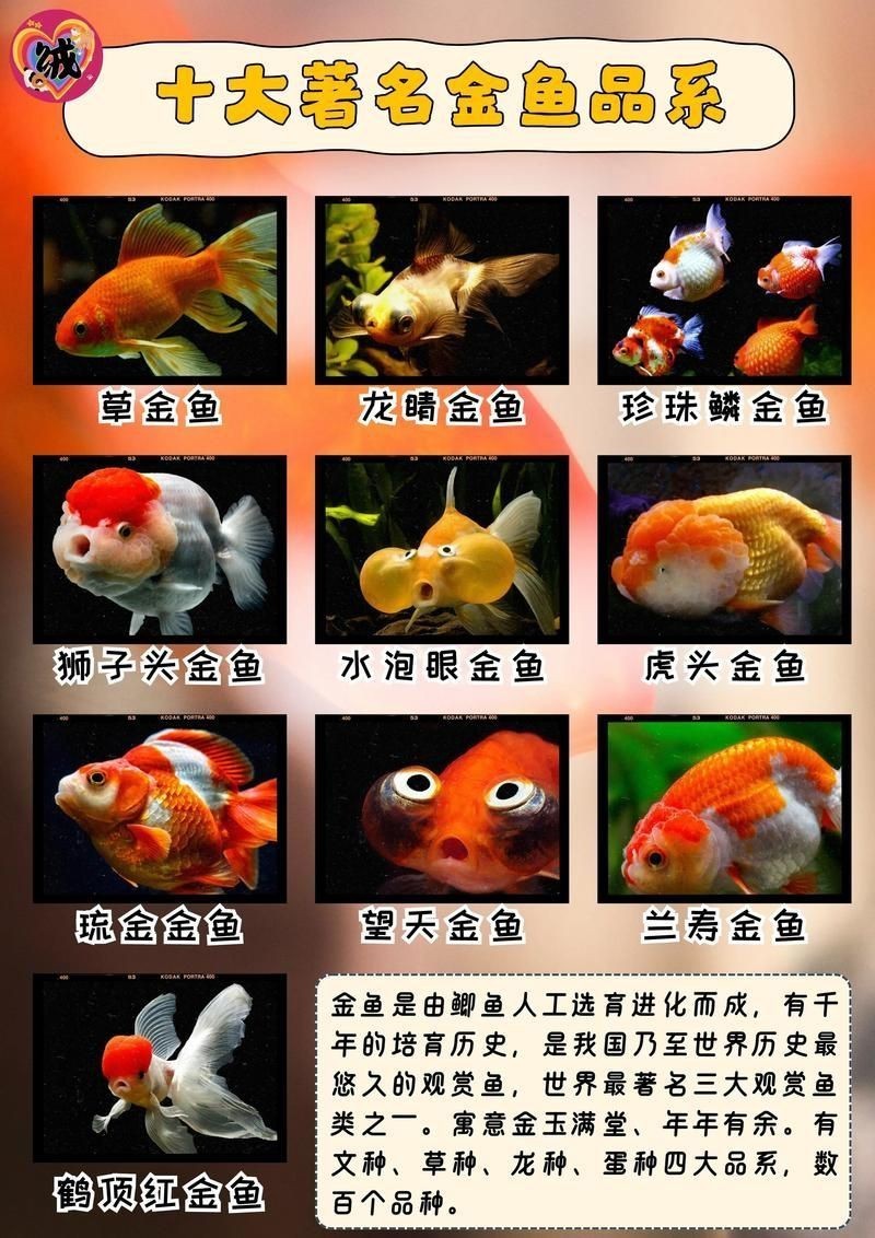 金魚108種品種圖解【《金魚108種品種圖解》】