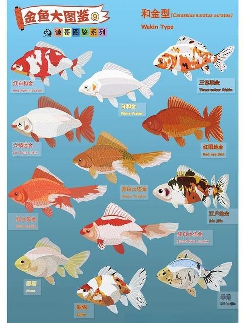 金魚108種品種圖解【《金魚108種品種圖解》】