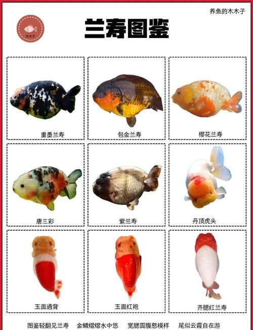金魚108種品種圖解【《金魚108種品種圖解》】