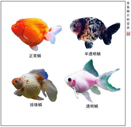 金魚108種品種圖解【《金魚108種品種圖解》】