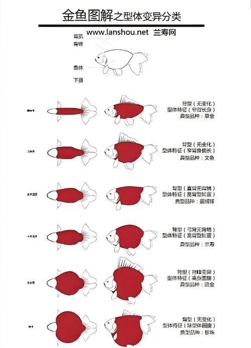 金魚108種品種圖解【《金魚108種品種圖解》】