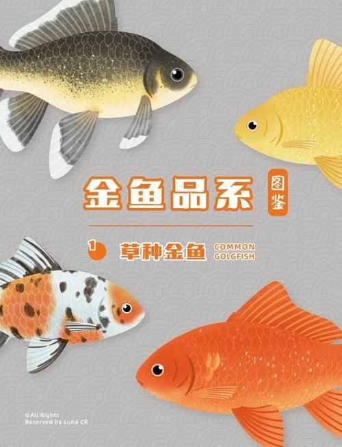金魚108種品種圖解【《金魚108種品種圖解》】