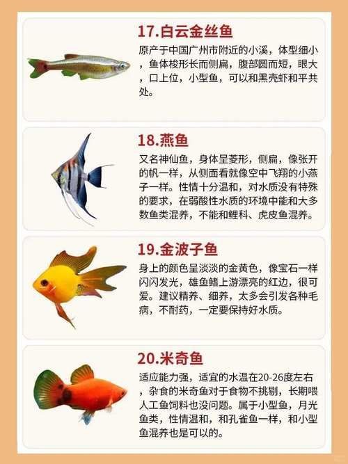 金魚108種品種圖解【《金魚108種品種圖解》】