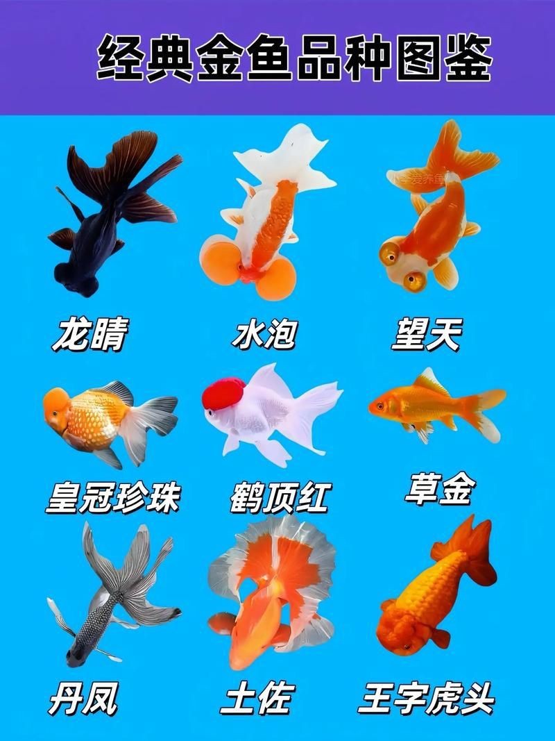 金魚108種品種圖解【《金魚108種品種圖解》】