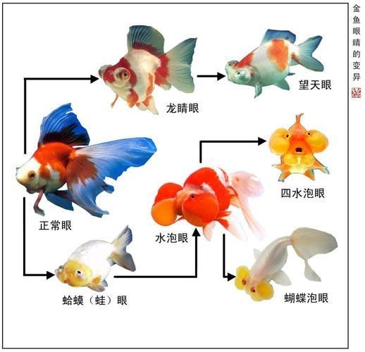 金魚108種品種圖解【《金魚108種品種圖解》】