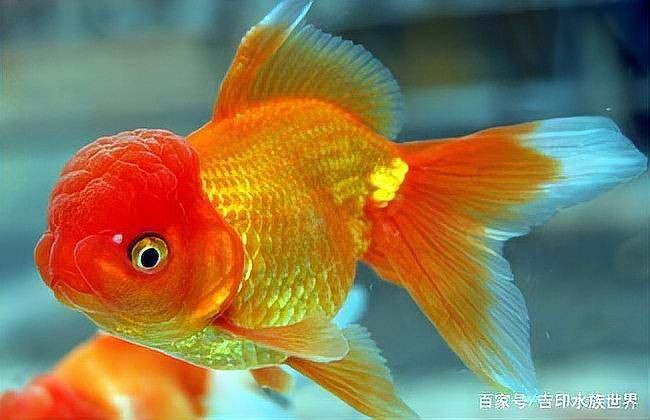 金魚108種品種圖解【《金魚108種品種圖解》】