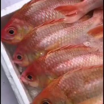 深海金菠蘿魚多少錢一斤【深海金菠蘿魚價格走勢分析】