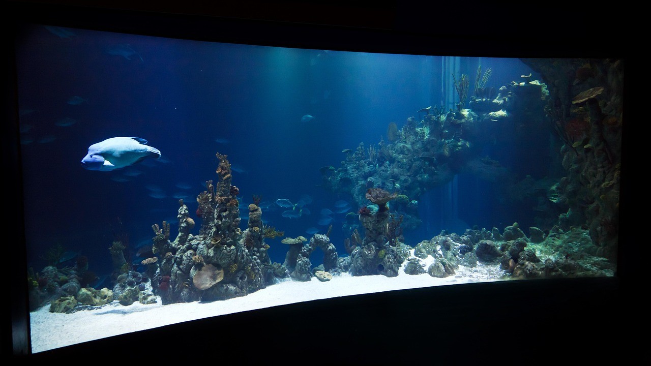 金寨水族店【金寨水族店：水上精靈的奇妙世界】