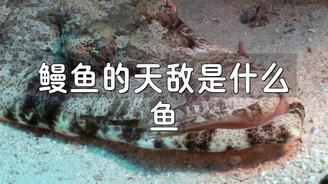 鰻魚的天敵是什么魚【糖糖談奇聞：鰻魚的天敵是什么魚小廚食光札海鰻的天敵是誰】