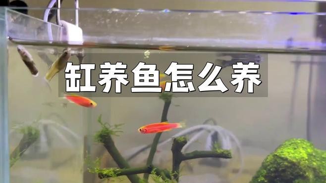 如何預防白子招財龍魚疾病？【如何判斷白子招財龍魚是否健康】