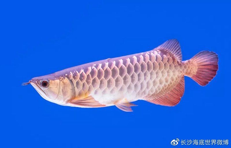 藍(lán)底細(xì)框過背金龍正確生肖【“藍(lán)底細(xì)框過背金龍正確生肖”是什么意思】 龍魚百科 第1張 藍(lán)底細(xì)框過背金龍正確生肖【“藍(lán)底細(xì)框過背金龍正確生肖”是什么意思】 藍(lán)底細(xì)框過背金龍正確生肖【“藍(lán)底細(xì)框過背金龍正確生肖”是什么意思】 龍魚百科 第1張