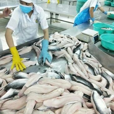 藍色魚缸適合養什么魚好看的魚缸適合養什么魚好看，藍色魚缸適合養什么樣的魚