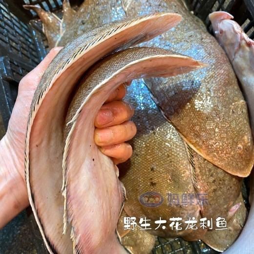 龍利魚去哪里買【網購龍利魚排行榜京東“龍利魚”鮮嫩無刺】