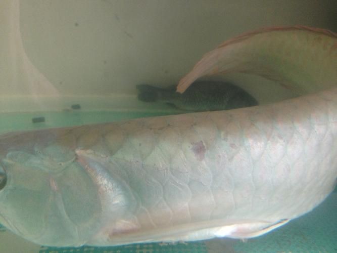 銀龍魚身上爛鱗圖片【養魚大全銀龍魚常見病類型介紹】