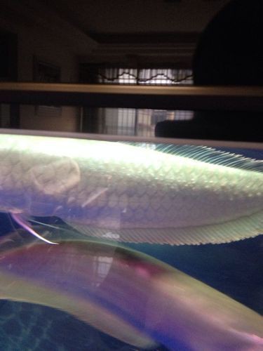 銀龍魚身上爛鱗圖片【養魚大全銀龍魚常見病類型介紹】