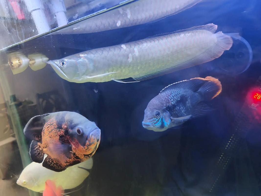 銀龍魚身上爛鱗圖片【養魚大全銀龍魚常見病類型介紹】