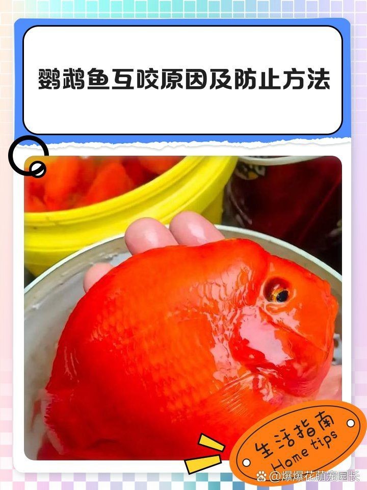 缸里只有2只鸚鵡魚還打架【缸里僅養了2只鸚鵡魚，卻出現了打架的現象，鸚鵡魚打架怎么辦】