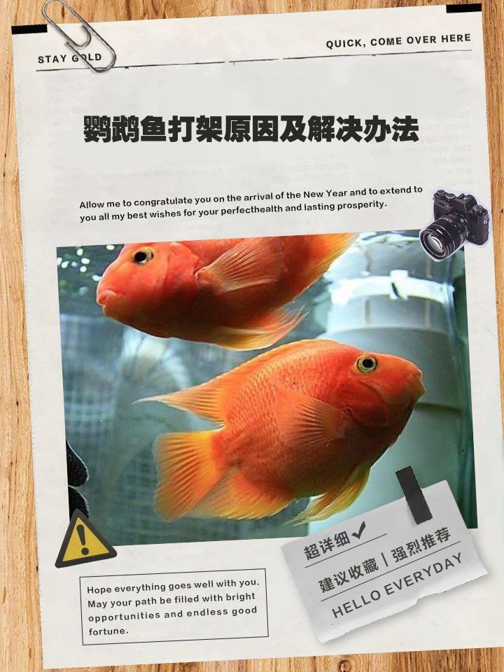 缸里只有2只鸚鵡魚還打架【缸里僅養了2只鸚鵡魚，卻出現了打架的現象，鸚鵡魚打架怎么辦】