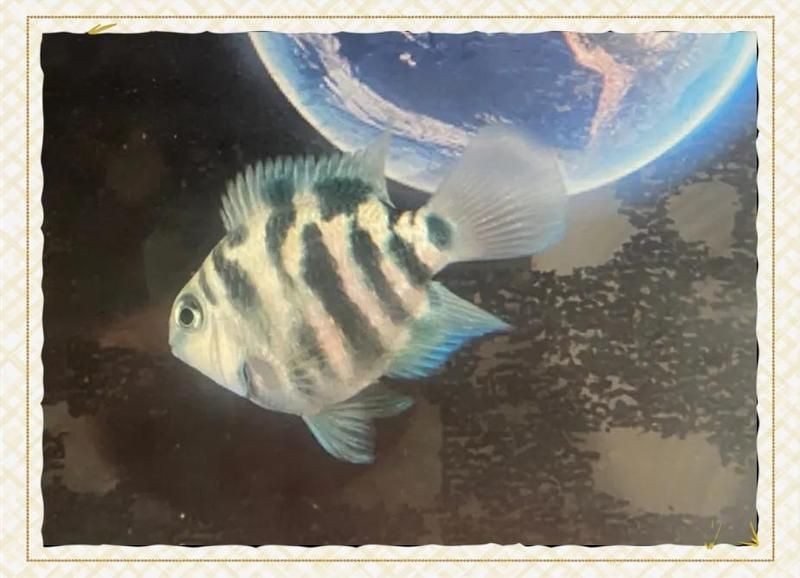 缸里只有2只鸚鵡魚還打架【缸里僅養了2只鸚鵡魚，卻出現了打架的現象，鸚鵡魚打架怎么辦】