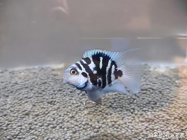 缸里只有2只鸚鵡魚還打架【缸里僅養了2只鸚鵡魚，卻出現了打架的現象，鸚鵡魚打架怎么辦】