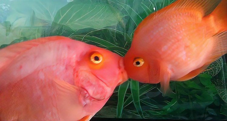 缸里只有2只鸚鵡魚還打架【缸里僅養了2只鸚鵡魚，卻出現了打架的現象，鸚鵡魚打架怎么辦】
