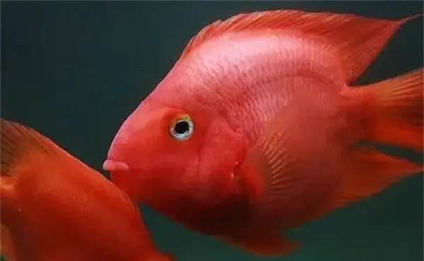 缸里只有2只鸚鵡魚還打架【缸里僅養了2只鸚鵡魚，卻出現了打架的現象，鸚鵡魚打架怎么辦】