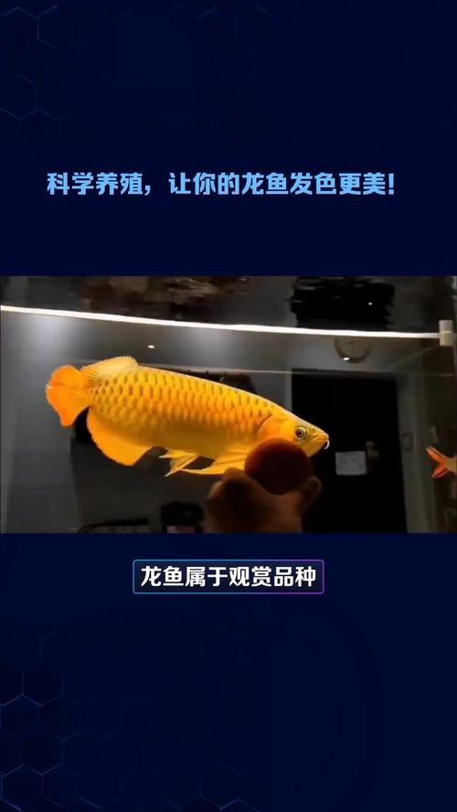 龍魚發色過程圖片欣賞【紅龍魚發色的各個階段百度經驗，紅龍魚發色的秘密原來是這些】 龍魚發色過程圖片欣賞【紅龍魚發色的各個階段百度經驗，紅龍魚發色的秘密原來是這些】 龍魚論壇 第23張