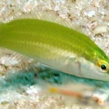 綠園龍魚店【綠園龍魚店營業時間如何挑選健康的龍魚】