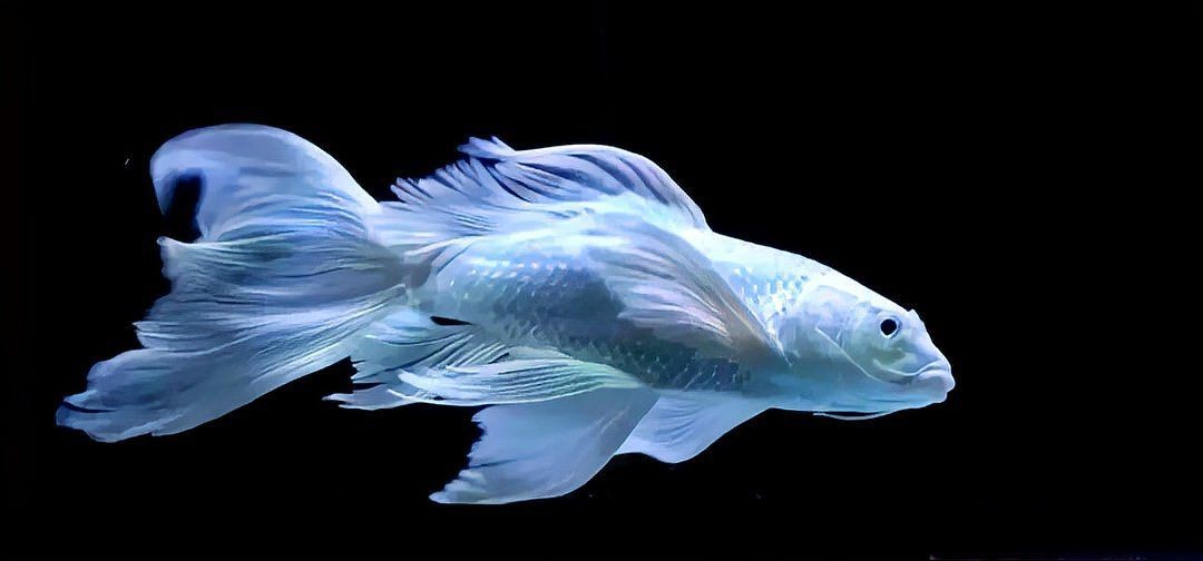 蝴蝶鯉最怕三個東西【養蝴蝶鯉總養不活老魚友的5字訣,讓魚鰭像婚紗一樣飄逸】