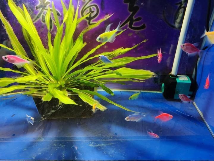 蝴蝶鯉最怕三個東西【養蝴蝶鯉總養不活老魚友的5字訣,讓魚鰭像婚紗一樣飄逸】