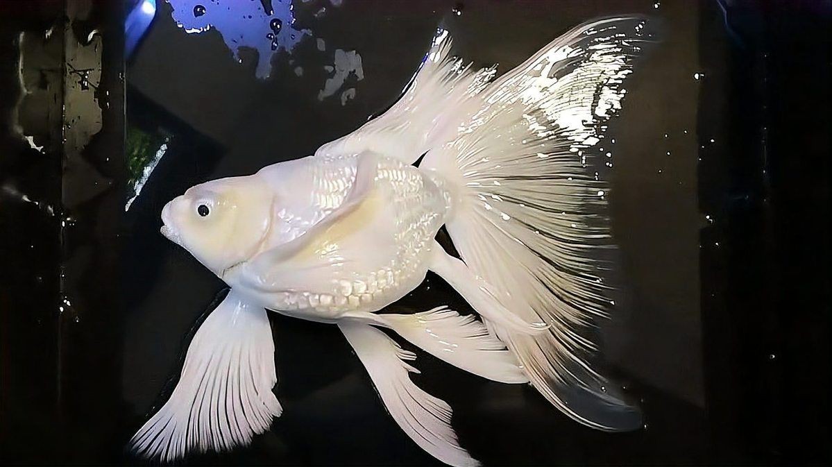蝴蝶鯉最怕三個東西【養蝴蝶鯉總養不活老魚友的5字訣,讓魚鰭像婚紗一樣飄逸】
