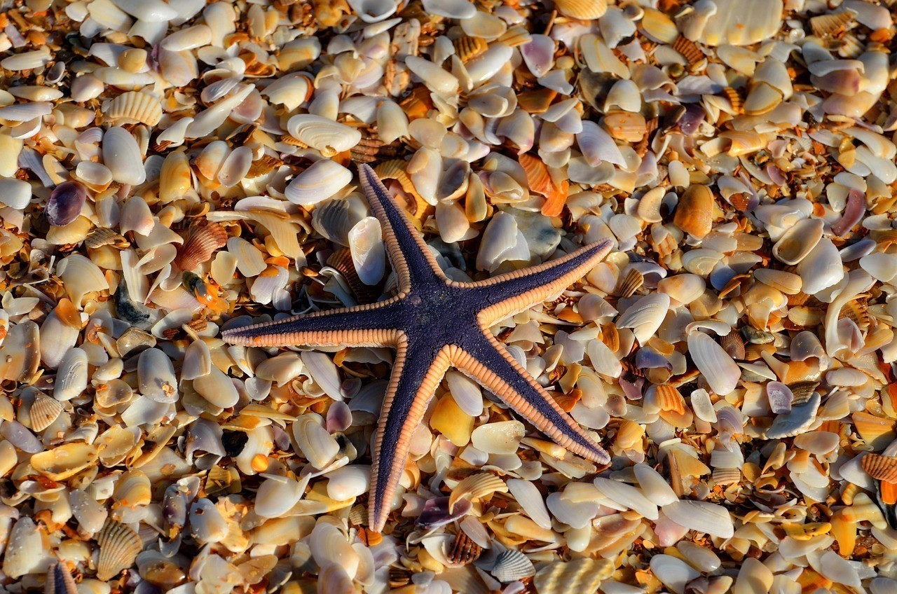 綠皮辣椒龍魚圖片【綠皮辣椒龍魚是什么品種，】 綠皮辣椒龍魚圖片【綠皮辣椒龍魚是什么品種，】 水族問答 第2張