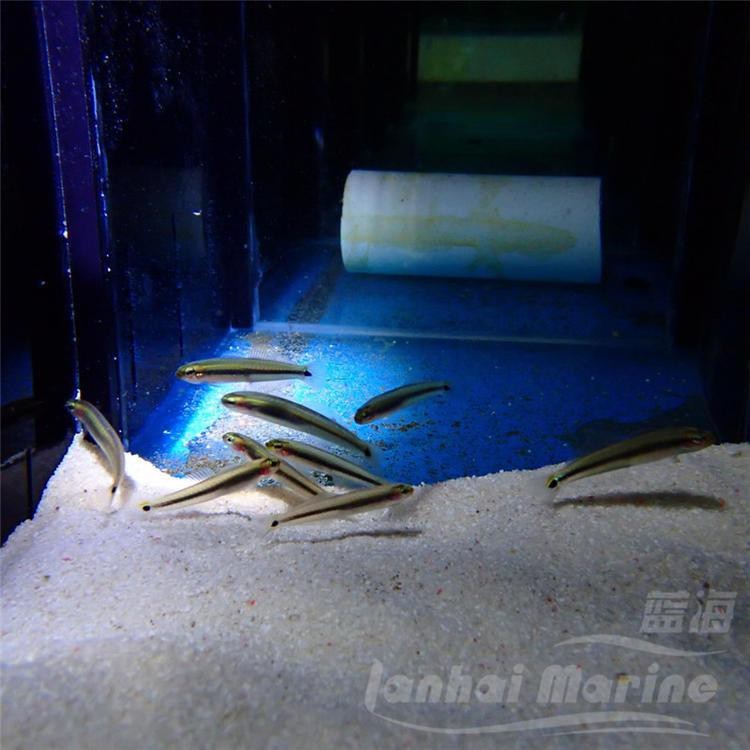 陸豐龍魚店【廣東陸豐市內湖鎮龍魚水族館】