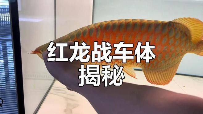 紅龍魚怎么區分戰車【紅龍魚與戰車的區分】