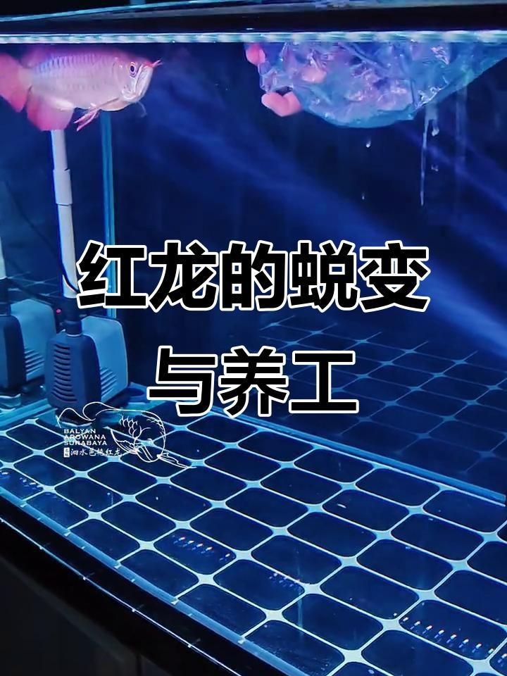 紅龍魚怎么區(qū)分戰(zhàn)車【紅龍魚與戰(zhàn)車的區(qū)分】 紅龍魚怎么區(qū)分戰(zhàn)車【紅龍魚與戰(zhàn)車的區(qū)分】 龍魚論壇 第4張