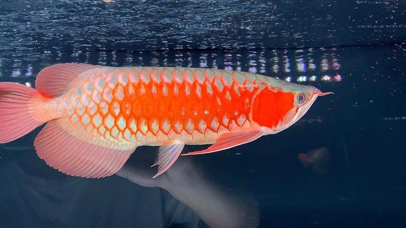 紅龍魚怎么區分戰車【紅龍魚與戰車的區分】