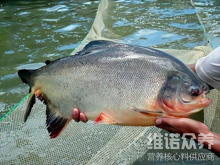 淡水鯧魚養殖喂什么飼料【淡水白鯧科學養殖與飼料配方】