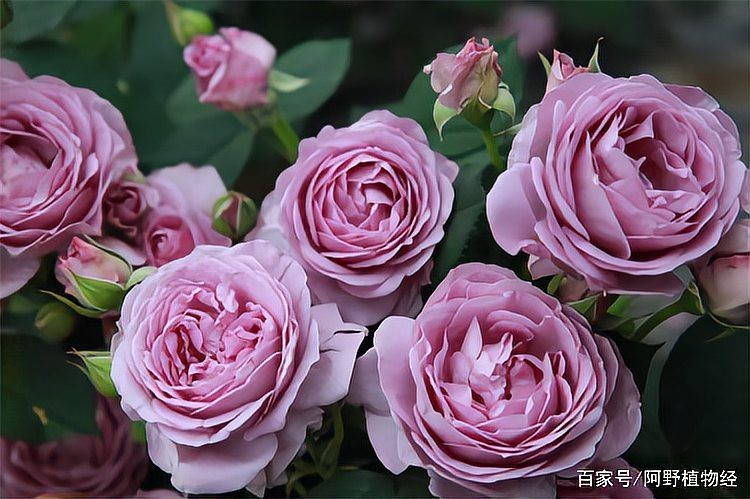 最勤花第一名月季【最勤花之王——月季】