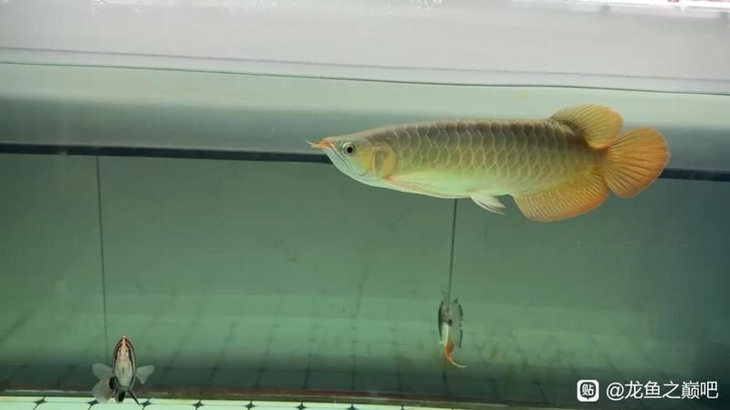龍魚之巔論壇2023年最新一期更新時間【龍魚之巔論壇2023年更新時間】