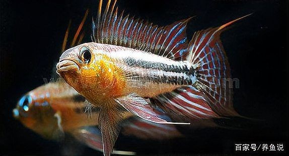 觀賞魚批發市場供應商評價【《觀賞魚批發市場供應商的綜合評價與分析》】 觀賞魚批發市場供應商評價【《觀賞魚批發市場供應商的綜合評價與分析》】 龍魚百科 第5張