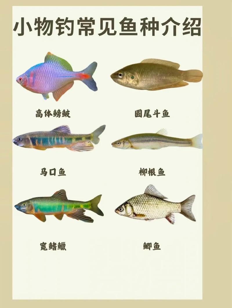 各種小魚圖片大全【小型魚類的獨特魅力】
