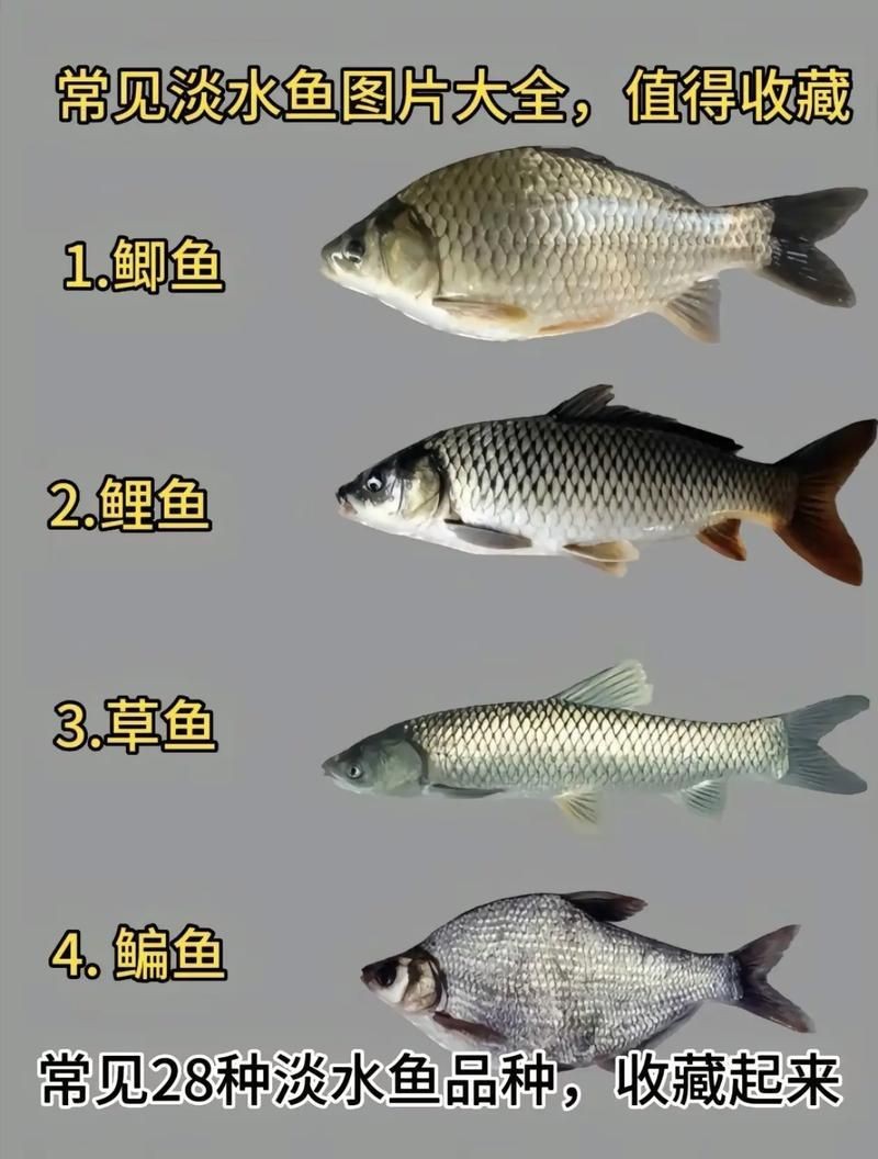 各種小魚圖片大全【小型魚類的獨特魅力】
