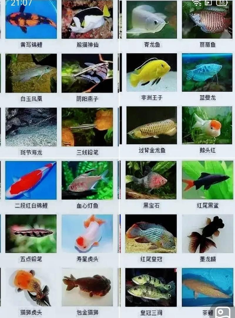 各種小魚圖片大全【小型魚類的獨特魅力】