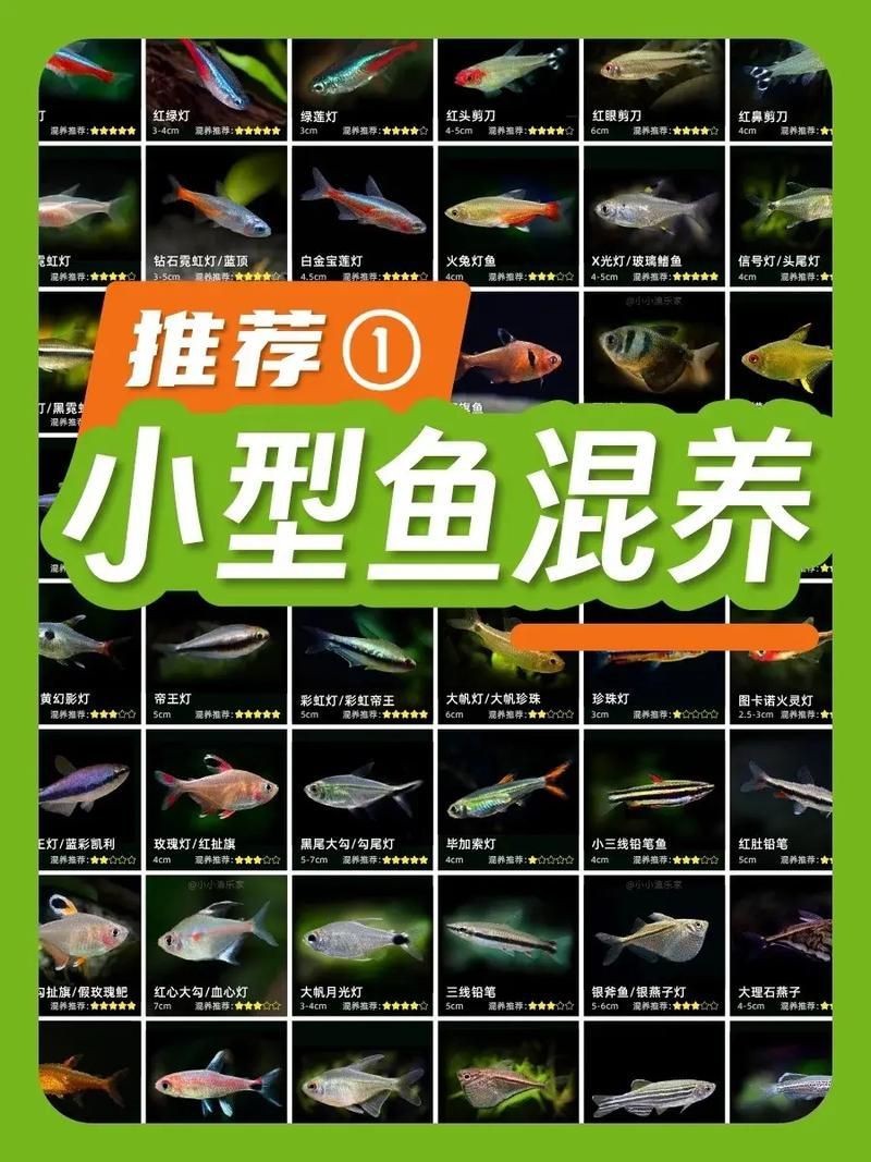 各種小魚圖片大全【小型魚類的獨特魅力】