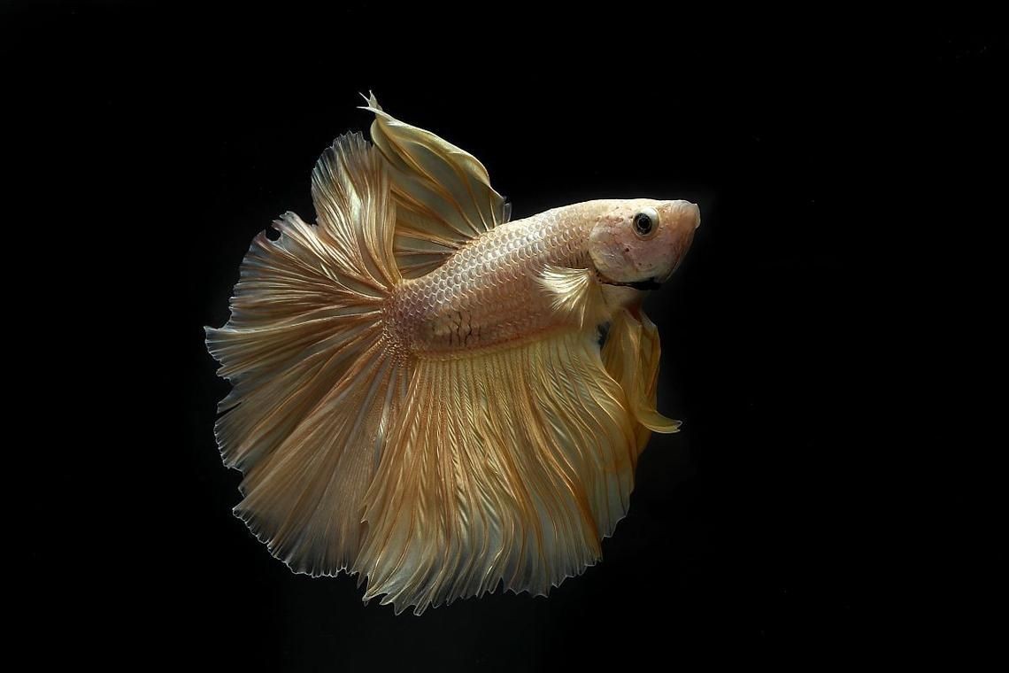 各種小魚圖片大全【小型魚類的獨特魅力】