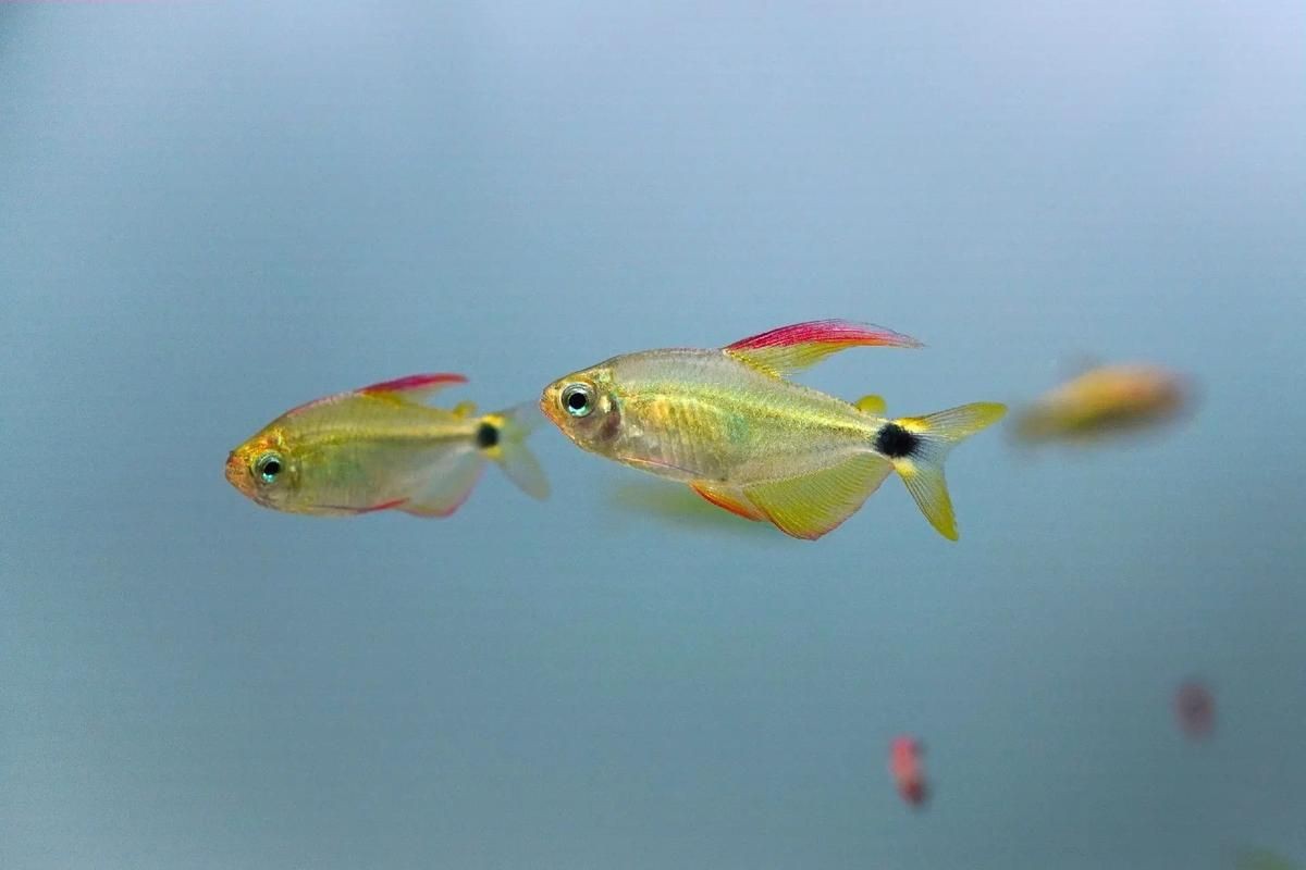 各種小魚圖片大全【小型魚類的獨特魅力】