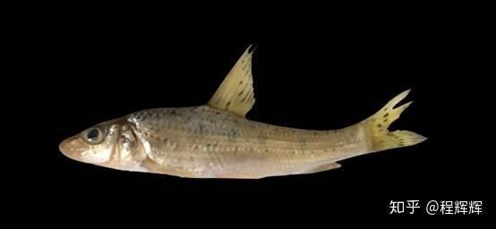各種小魚圖片大全【小型魚類的獨特魅力】
