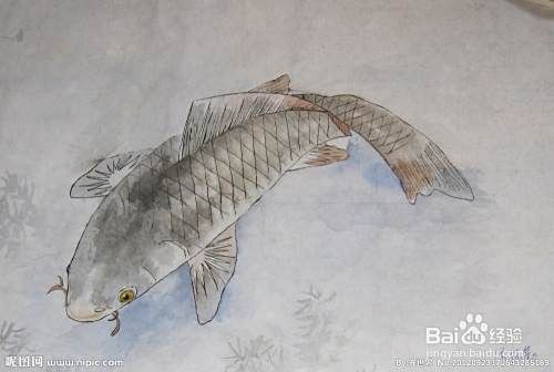 鯽魚與鯉魚的對照圖【鯽魚與鯉魚對照圖鑒對比，鯽魚和鯉魚的區別在哪里】 鯽魚與鯉魚的對照圖【鯽魚與鯉魚對照圖鑒對比，鯽魚和鯉魚的區別在哪里】 龍魚論壇 第5張